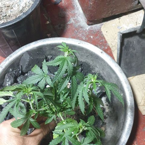 Veleri growlog photo: Срезал чтобы не занимало место