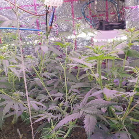 Veleri growlog timeline photo