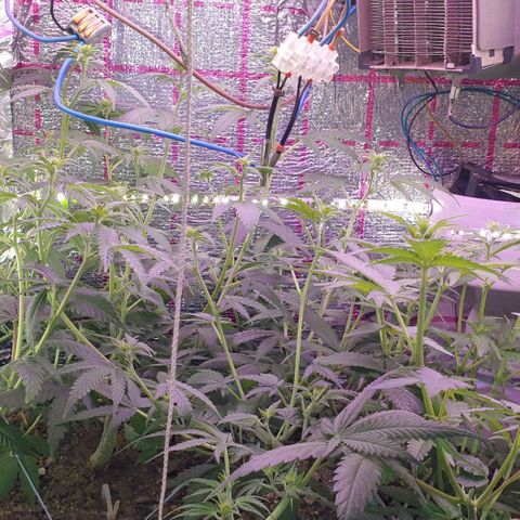 Veleri growlog timeline photo