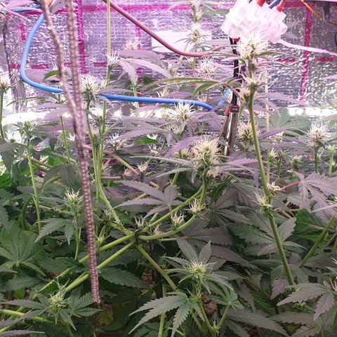 R/L growlog timeline photo