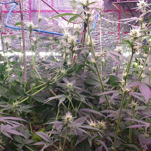 R/L growlog timeline photo