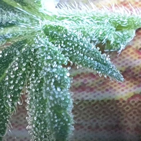 R/L growlog timeline photo