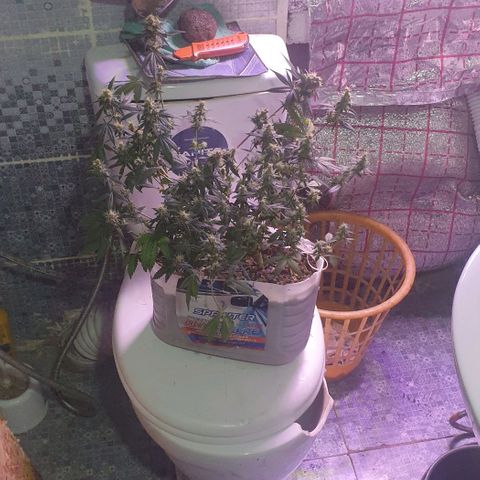 R/L growlog timeline photo
