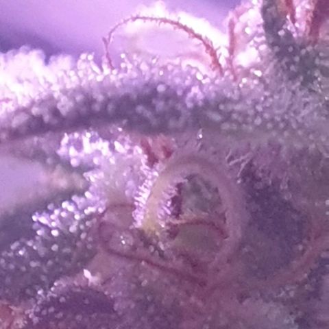 R/L growlog timeline photo