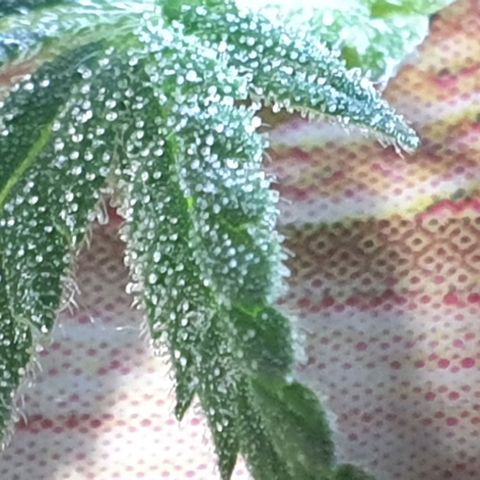 R/L growlog timeline photo