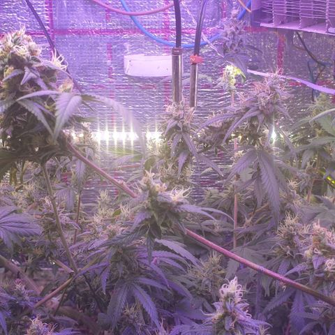 R/L growlog timeline photo