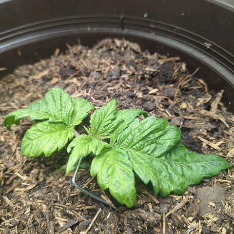 Apple Fritter Auto growlog timeline photo