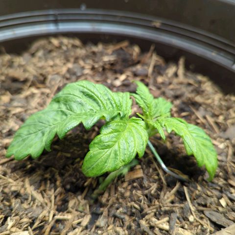 Apple Fritter Auto growlog timeline photo