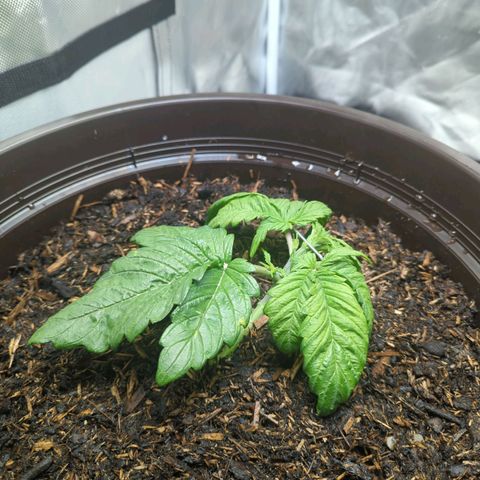 Apple Fritter Auto growlog timeline photo