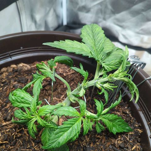Apple Fritter Auto growlog timeline photo
