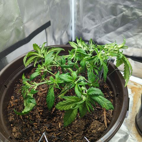 Apple Fritter Auto growlog timeline photo