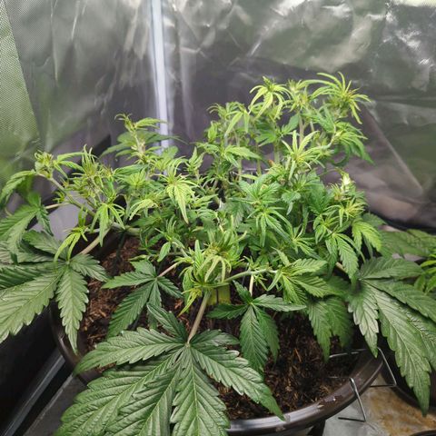 Apple Fritter Auto growlog timeline photo