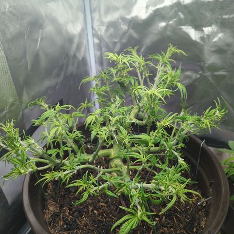Apple Fritter Auto growlog timeline photo