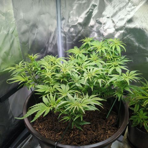 Apple Fritter Auto growlog timeline photo