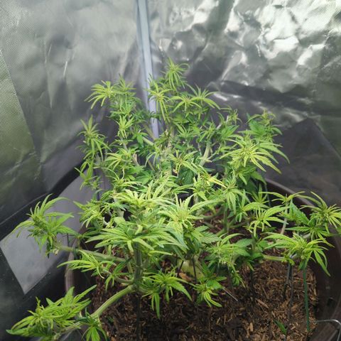 Apple Fritter Auto growlog timeline photo
