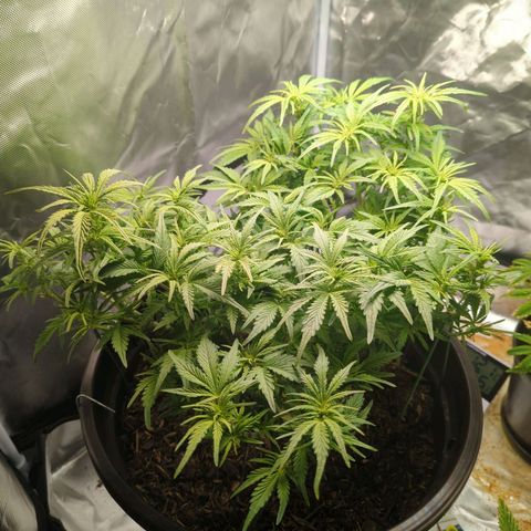 Apple Fritter Auto growlog timeline photo