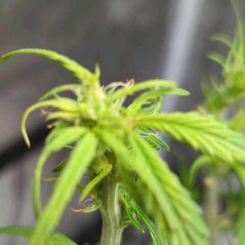 Apple Fritter Auto growlog timeline photo