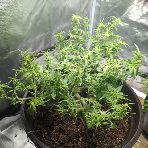Apple Fritter Auto growlog timeline photo