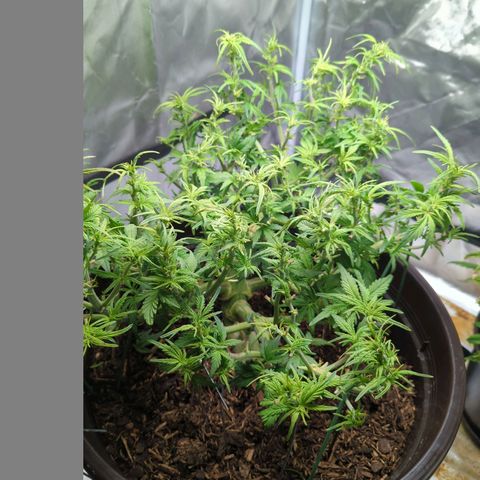 Apple Fritter Auto growlog timeline photo