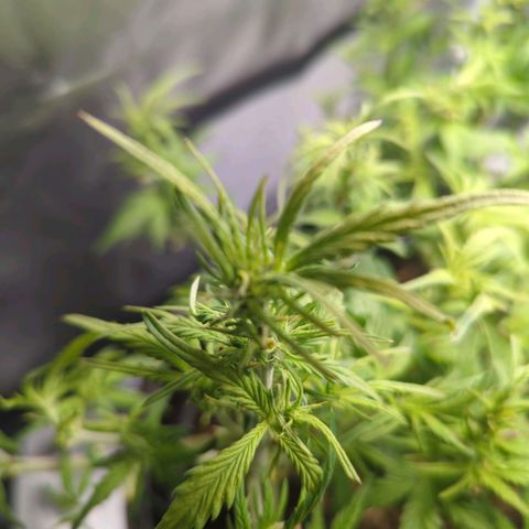 Apple Fritter Auto growlog timeline photo