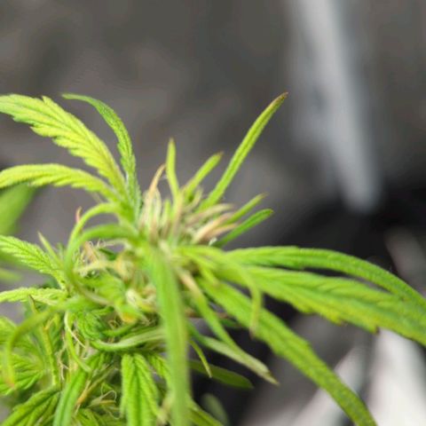 Apple Fritter Auto growlog timeline photo