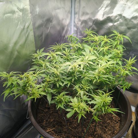 Apple Fritter Auto growlog timeline photo