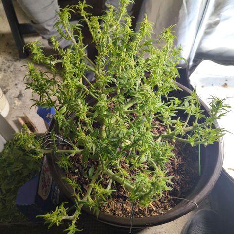 Apple Fritter Auto growlog timeline photo