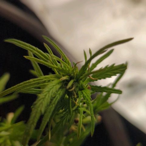 Apple Fritter Auto growlog timeline photo