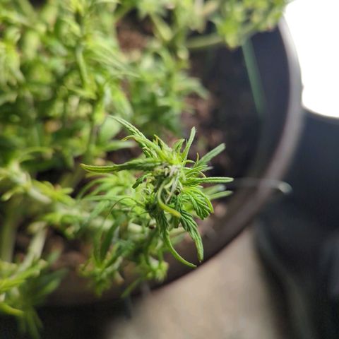 Apple Fritter Auto growlog timeline photo