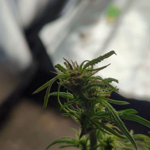 Apple Fritter Auto growlog timeline photo