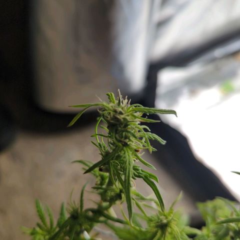 Apple Fritter Auto growlog timeline photo