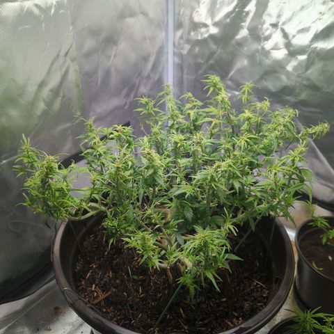 Apple Fritter Auto growlog timeline photo