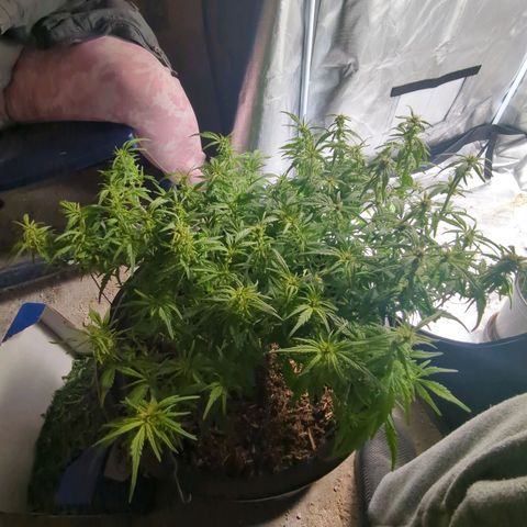 Apple Fritter Auto growlog timeline photo