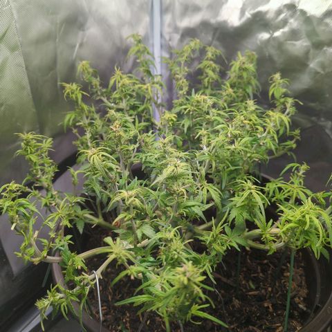 Apple Fritter Auto growlog timeline photo