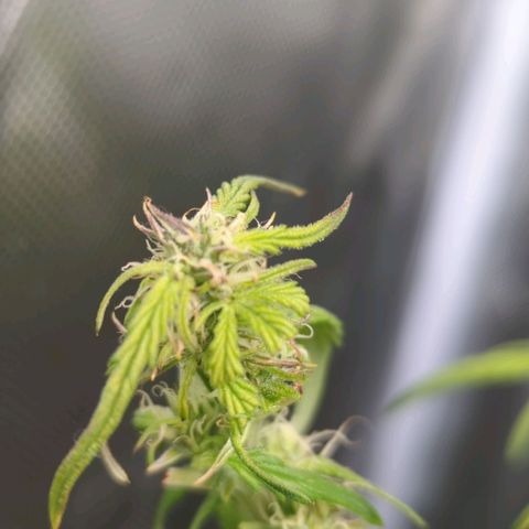 Apple Fritter Auto growlog timeline photo