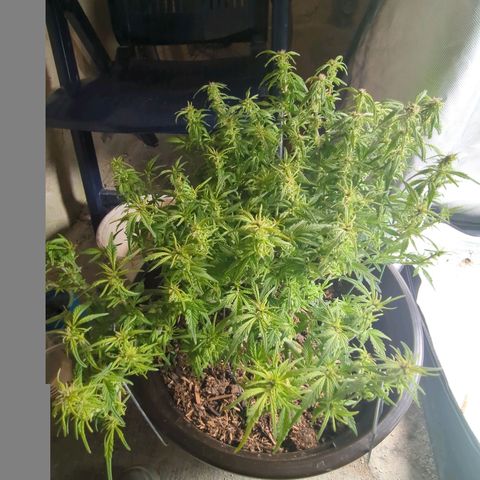Apple Fritter Auto growlog timeline photo