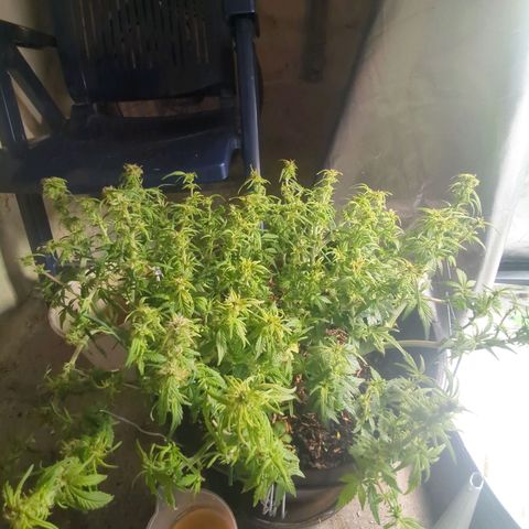 Apple Fritter Auto growlog timeline photo