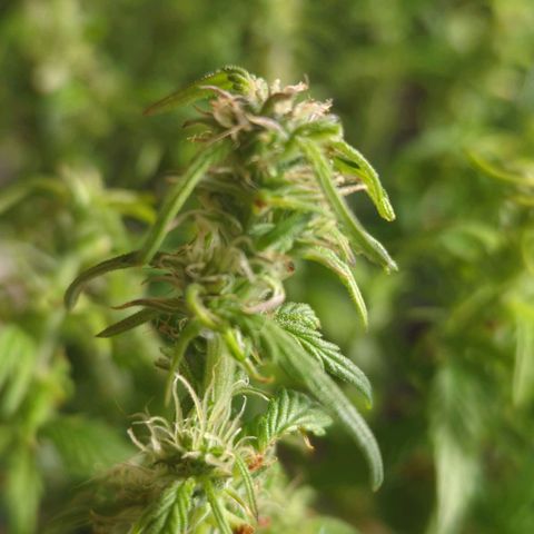 Apple Fritter Auto growlog timeline photo