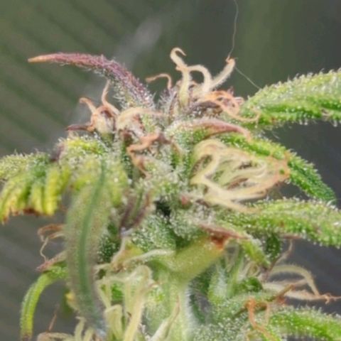 Apple Fritter Auto growlog timeline photo