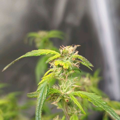 Apple Fritter Auto growlog timeline photo