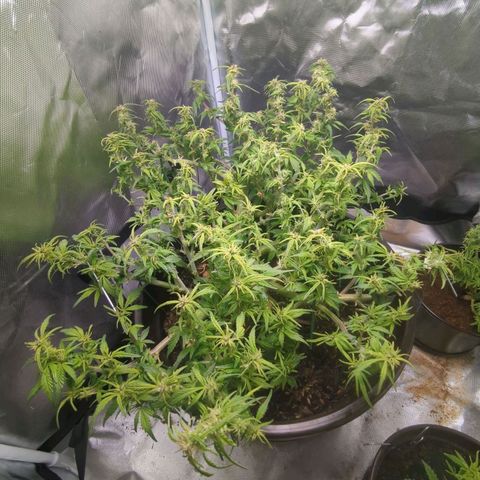 Apple Fritter Auto growlog timeline photo