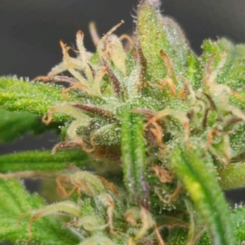 Apple Fritter Auto growlog timeline photo