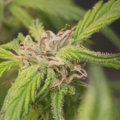 Apple Fritter Auto growlog timeline photo