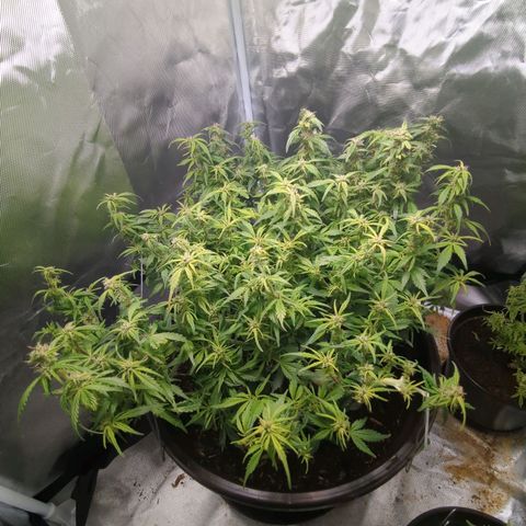Apple Fritter Auto growlog timeline photo