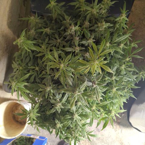 Apple Fritter Auto growlog timeline photo