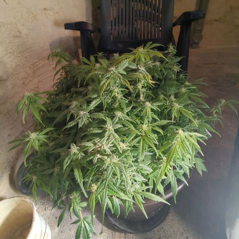 Apple Fritter Auto growlog timeline photo