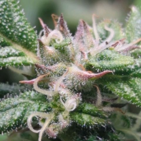 Apple Fritter Auto growlog timeline photo
