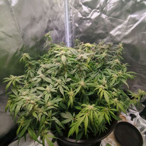 Apple Fritter Auto growlog timeline photo