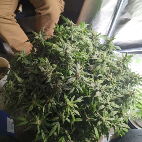 Apple Fritter Auto growlog timeline photo