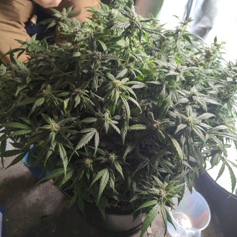 Apple Fritter Auto growlog timeline photo